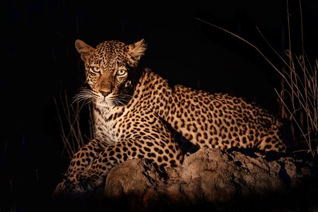 Night Game Drive